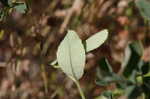 Indian sweetclover